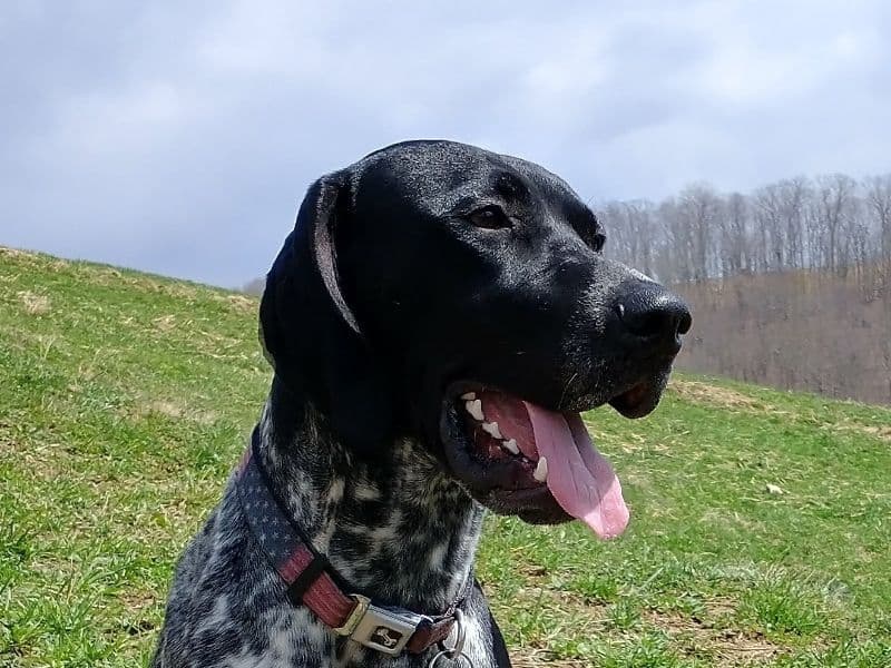 Wagner primary photo