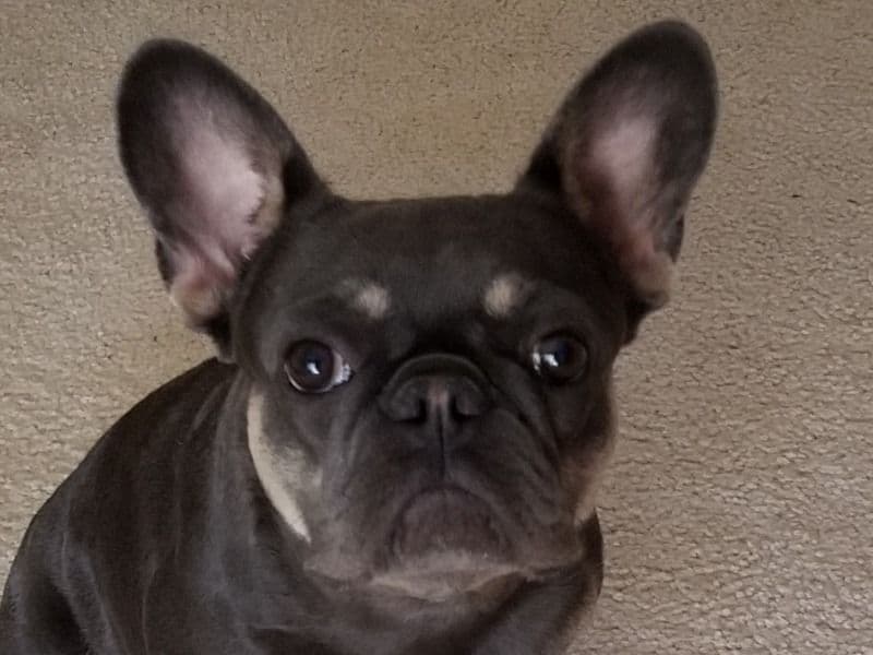 Bella primary photo