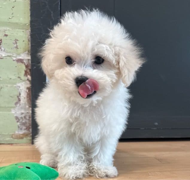 Bichon Frise 2 months old male small named Chase for sale in Macon County, Alabama | Petmeetly