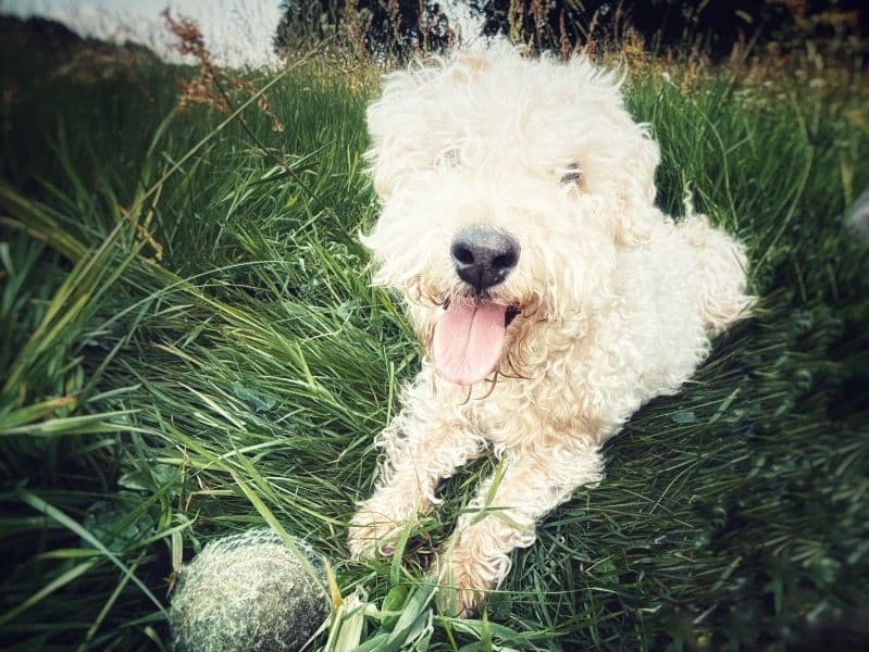 Lakeland Terrier 7 years 5 months old female small named Betty for breeding in Wiltshire, England | Petmeetly