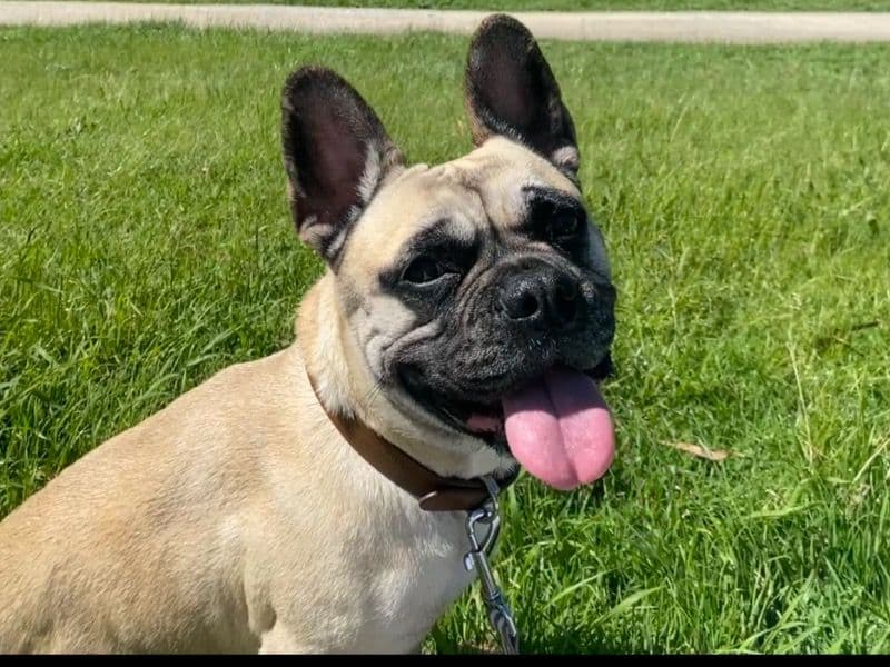 Nala primary photo