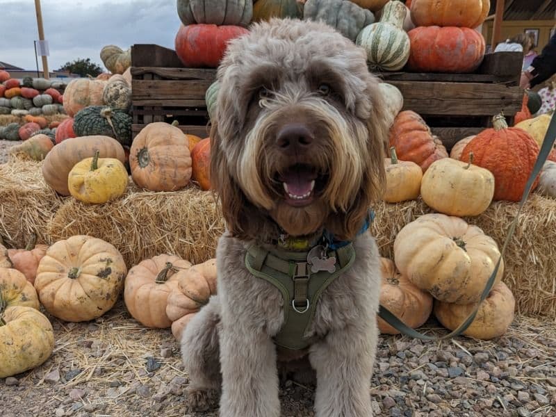 Goldendoodle 3 years 6 months old male medium named Beau for breeding in Davis County, Utah | Petmeetly