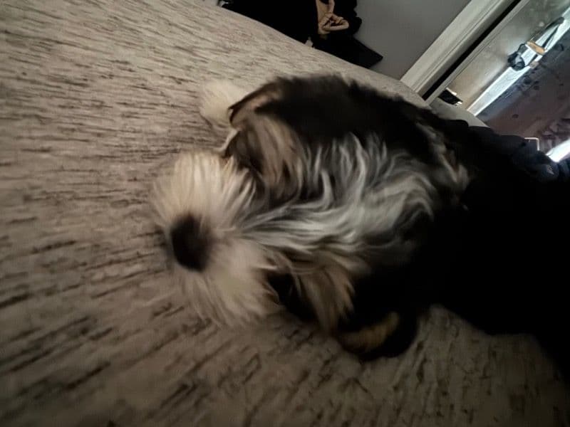 Oreo primary photo