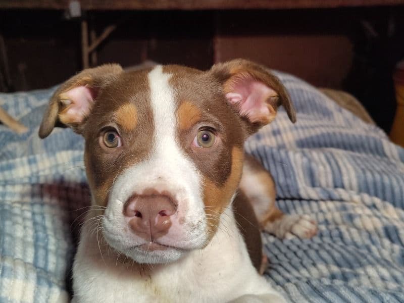 American PitBull Terrier 10 months old male small named Tyson for sale in Montgomery County, Texas | Petmeetly