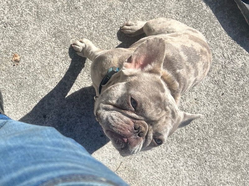 French Bulldog 2 years 1 month old male small named Bandit for breeding in Cocke County, Tennessee | Petmeetly