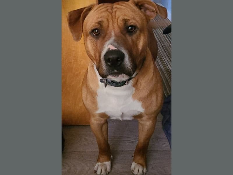 American Staffordshire Terrier 2 years 4 months old male medium named Bowser for breeding in Glenorchy City Council, Tasmania | Petmeetly