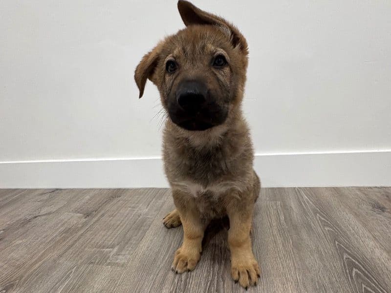 Sable German Shepherd 2 months old male small named Kovo for sale in Miami-Dade County, Florida | Petmeetly