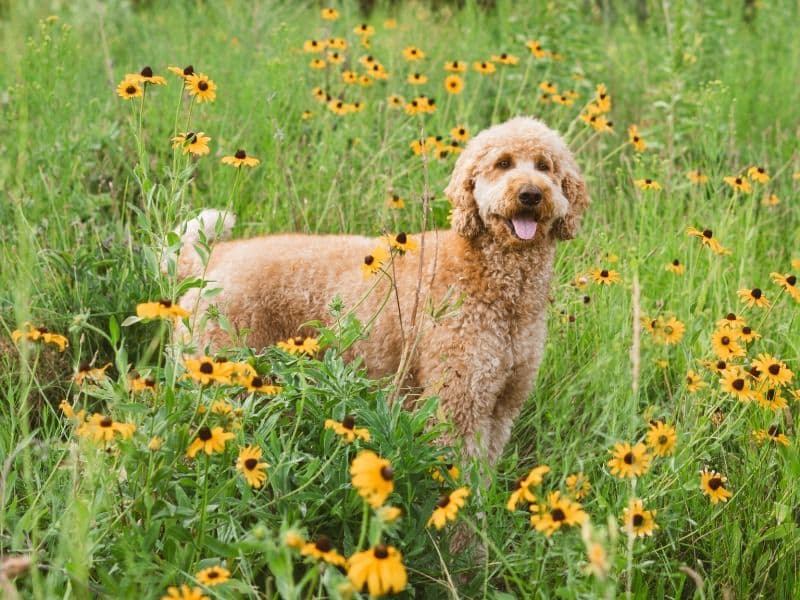 Roo primary photo
