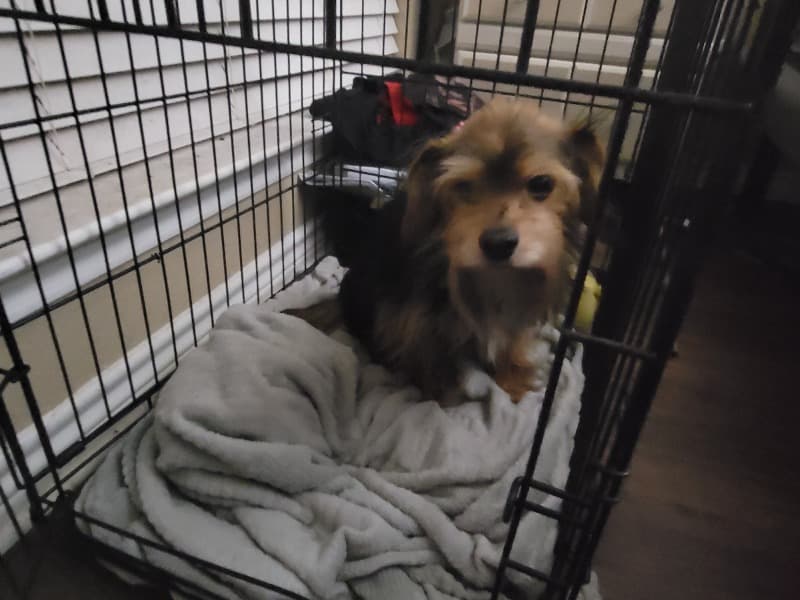 Dorkie 6 years 10 months old female small named Zoey for adoption in Tarrant County, Texas | Petmeetly