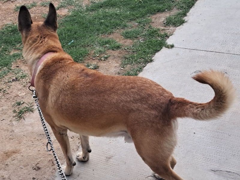 German Shepherd 7 years old male medium named Tommy for breeding in Nadargul, Telangana | Petmeetly