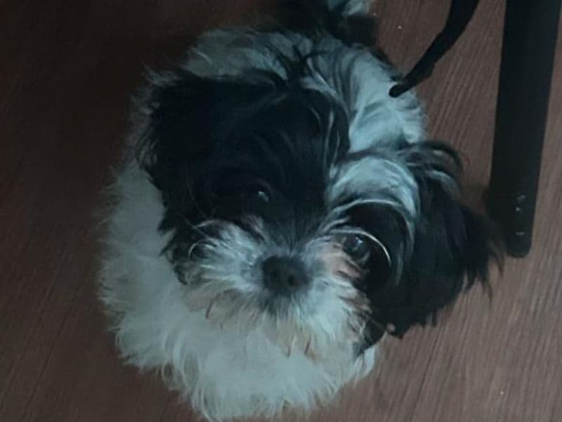 Oreo primary photo