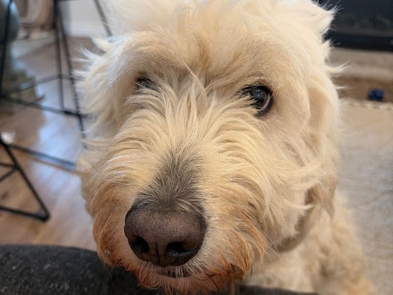 Goldendoodle 4 years old female large named Aspen for breeding in Benton County, Washington | Petmeetly