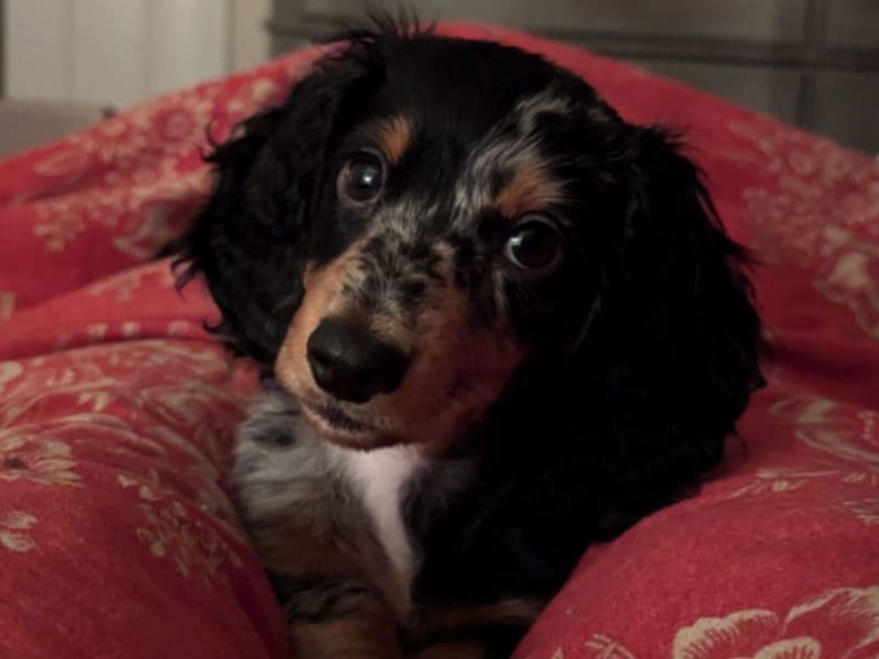 Dachshund 1 year 8 months old female small named Cali for breeding in Fresno County, California | Petmeetly