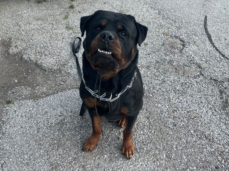 Rottweiler 2 years 11 months old male large named Conan for breeding in Vermilion County, Illinois | Petmeetly
