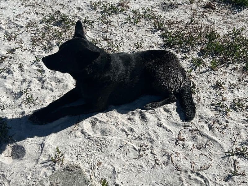 Black German Shepherd 2 years 8 months old female large named Raven for breeding in Taylor County, Florida | Petmeetly