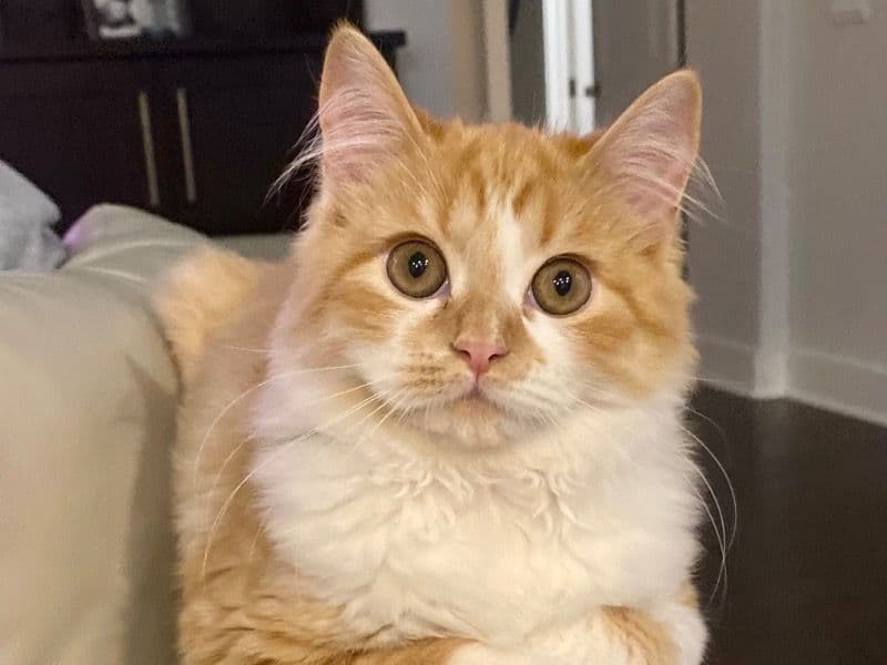 Puffy primary photo