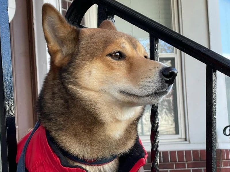 Shiba Inu 5 years 2 months old male small named Kaito for breeding in Hudson County, New Jersey | Petmeetly