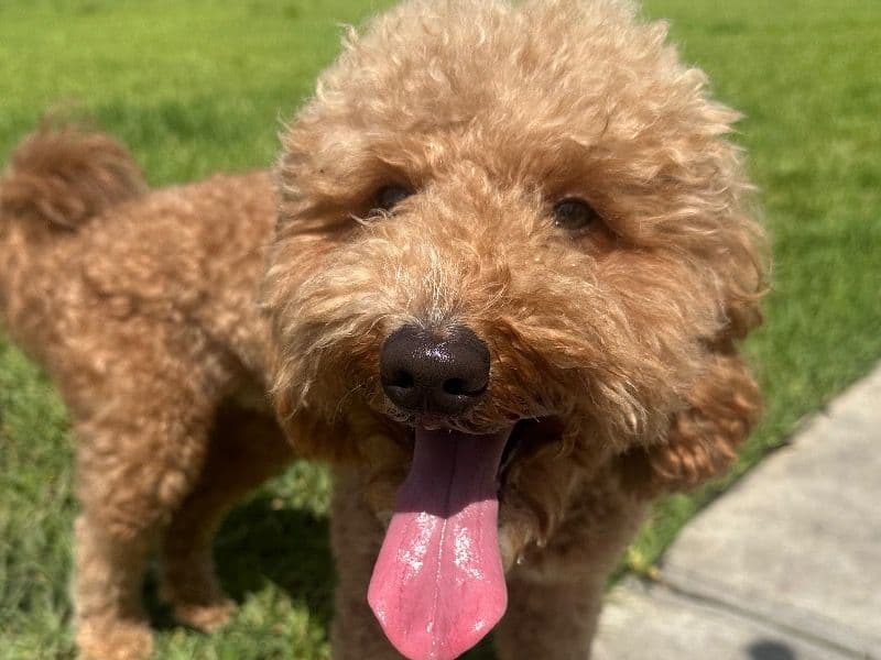 Goldendoodle 2 years 1 month old male small named Teddy for breeding in Sarasota County, Florida | Petmeetly