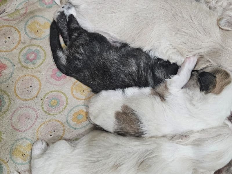 Maltipoo 1 month old female small named Tizzy for sale in Dorchester County, South Carolina | Petmeetly