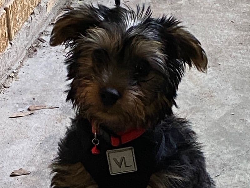 Yorkshire Terrier 6 months old male small named Simba for breeding in Hinds County, Mississippi | Petmeetly