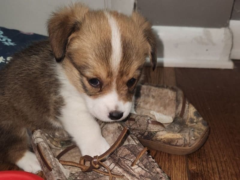 Corgi 1 month old female medium named April for sale in Forsyth County, North Carolina | Petmeetly