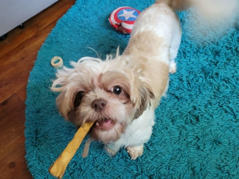 Shih Tzu 2 years 7 months old female small named Kay for breeding in Miller County, Missouri | Petmeetly