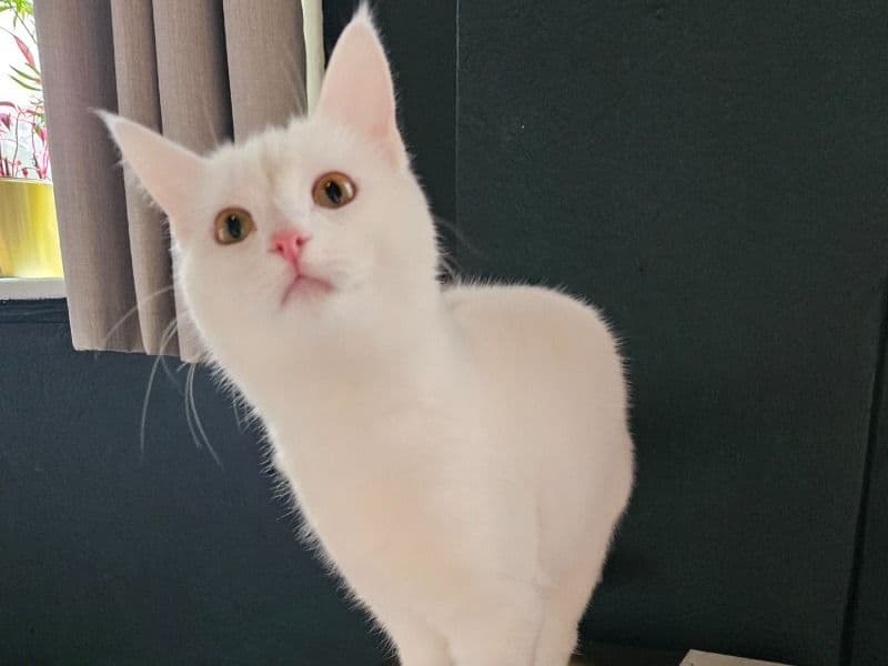 Turkish Angora 1 year 9 months old female named Suki for breeding in Greater London, England | Petmeetly