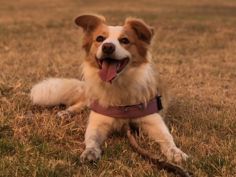 Freyja primary photo