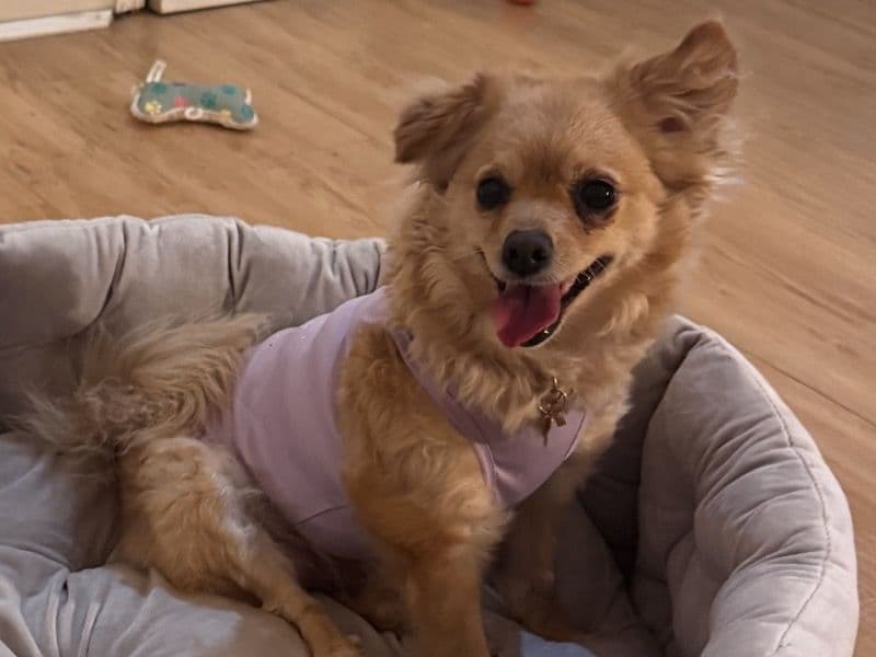 Pomeranian 5 years 11 months old female small named Gigi for breeding in Passaic County, New Jersey | Petmeetly