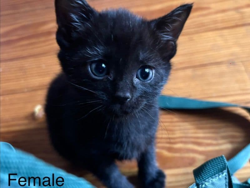Female Kitten #1 - American Shorthair | Petmeetly