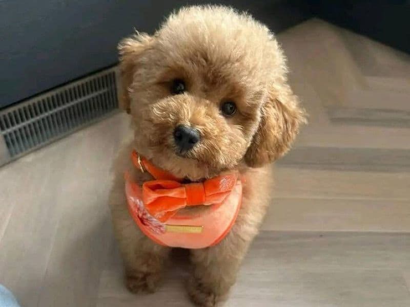 Toy Poodle 1 year old female small named Nala for sale in Los Angeles County, California | Petmeetly