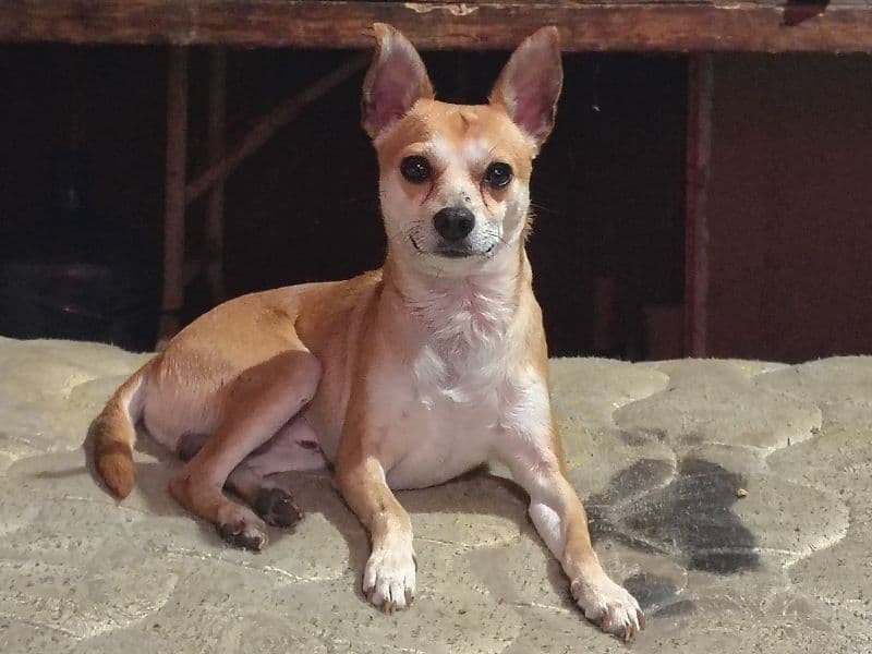 Deerhead chihuahua 2 years old male small named Butters for adoption in Montgomery County, Texas | Petmeetly