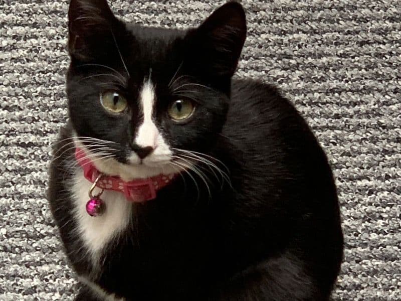 Snowie primary photo
