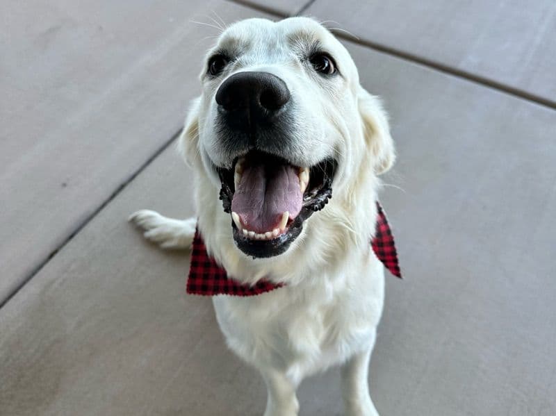 Dakota primary photo