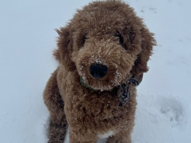 Goldendoodle 1 year 5 months old male medium named Bruno for breeding in Harris County, Texas | Petmeetly