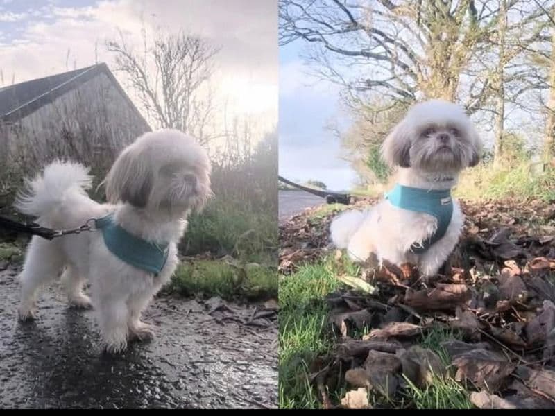 Shih Tzu 9 months old male small named Teddy for breeding in Glasgow City, Scotland | Petmeetly