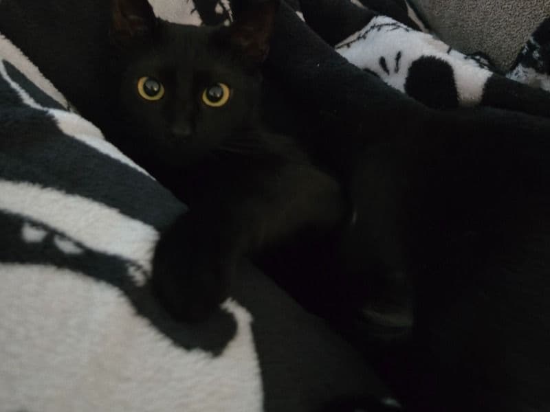 American Shorthair 1 year old male named Binx for adoption in Jefferson County, Kentucky | Petmeetly