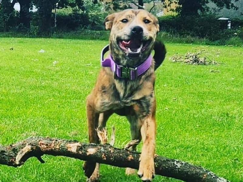 Rottweiler 3 years 1 month old female large named Honey for breeding in West Lothian, Scotland | Petmeetly