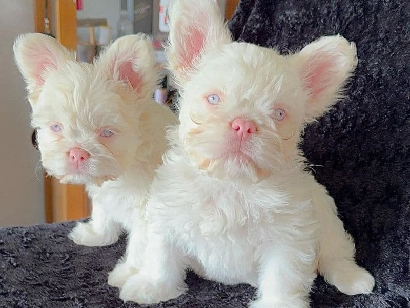 Make And Female French Bulldog Puppies - French Bulldog | Petmeetly