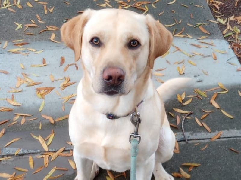Labrador Retriever 5 years 2 months old male large named Lux for breeding in Johns Creek, Georgia | Petmeetly