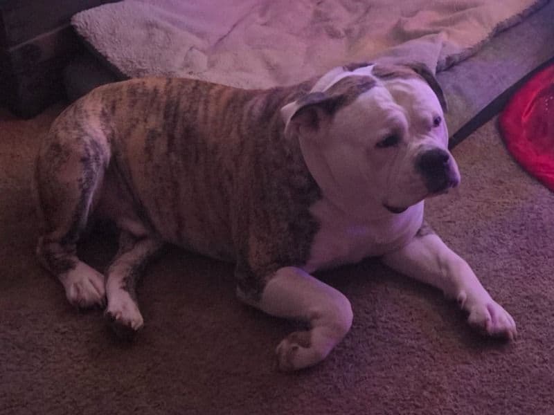 American Bulldog 5 years 5 months old male large named Ammo for breeding in Sussex County, New Jersey | Petmeetly