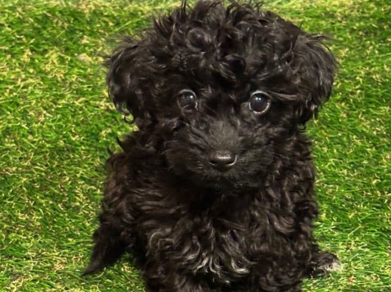 Toy Poodle 4 months old male small named Socks for sale in Gloucester County, New Jersey | Petmeetly