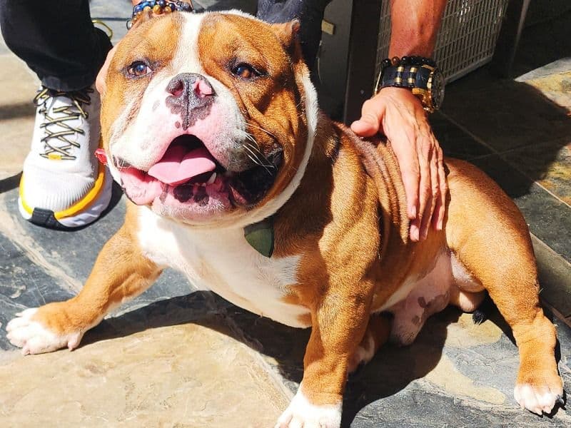 American Bully 10 months old male medium named Zeus for sale in Hillsborough County, Florida | Petmeetly