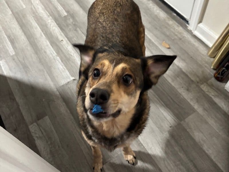 Border Aussie 6 years 4 months old female medium named Saharah for adoption in Cook County, Illinois | Petmeetly