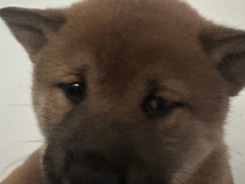 Shiba Inu 1 month old male small named Shiro for sale in Maricopa County, Arizona | Petmeetly