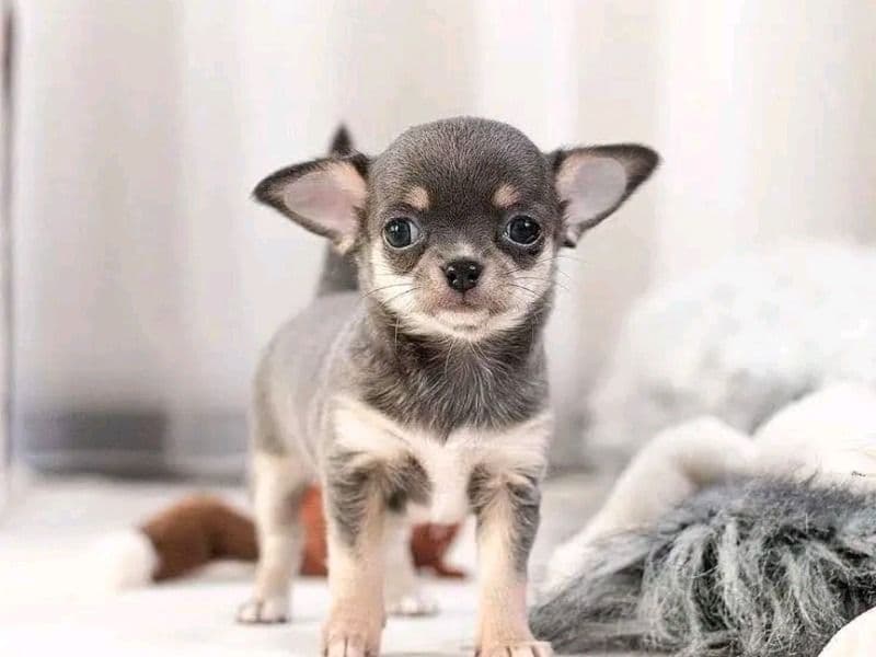 Affenhuahua 2026 years 2 months old female small named Bella for adoption | Petmeetly