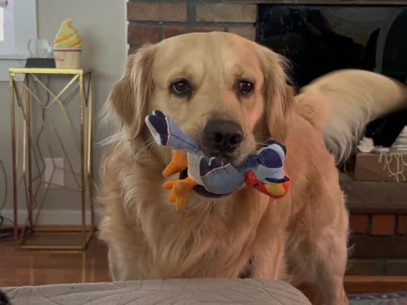 Indiana Bones - English Golden Retriever success story