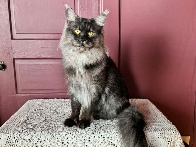 Maine Coon 2 years 4 months old male named Fennel for breeding in Carroll County, Georgia | Petmeetly