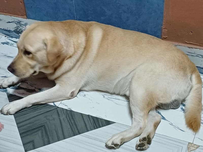 Choco primary photo