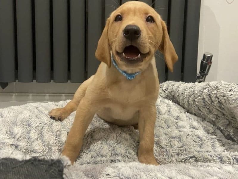 Labrador Retriever 7 months old female medium named Lucy for sale in Regional Municipality of Halton, Ontario | Petmeetly